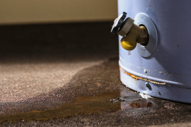 Best Water damage cleanup near me  in Maysville, NC