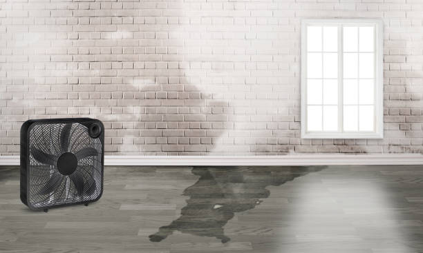 Best Local water damage restoration  in Maysville, NC